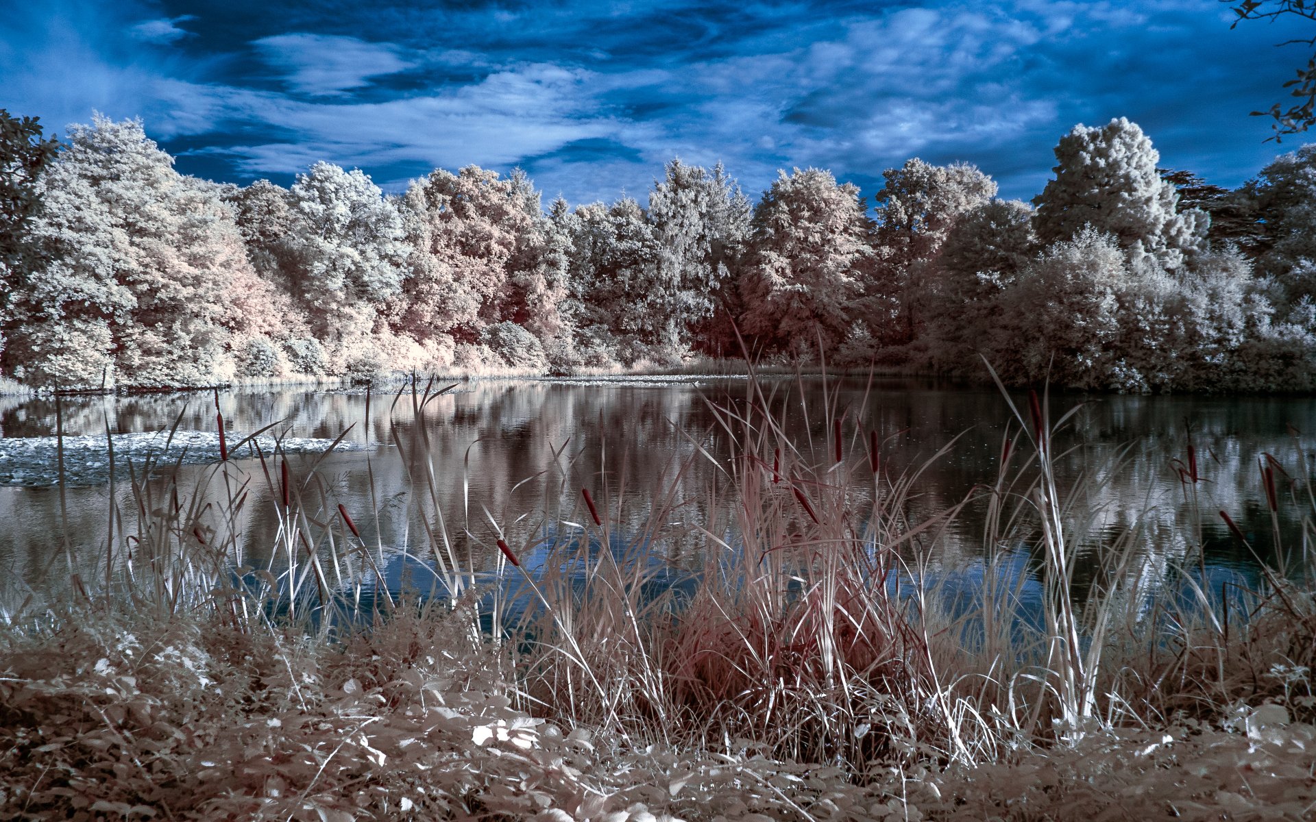 4K Ultra HD desktop wallpaper of a serene lake surrounded by dense forest with reeds in the foreground and clear reflections on the water under a vivid blue sky.
