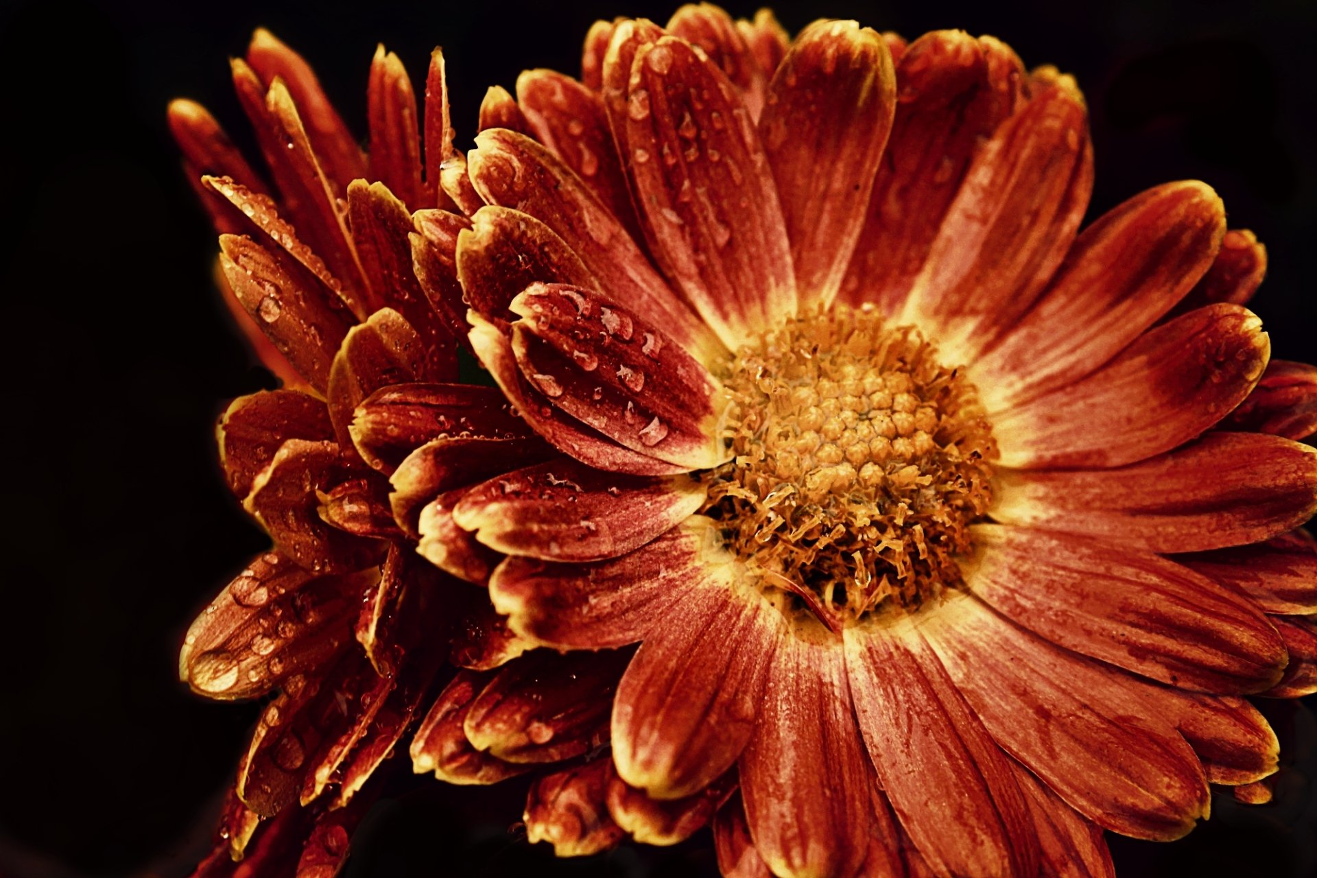 Download Photography Macro HD Wallpaper