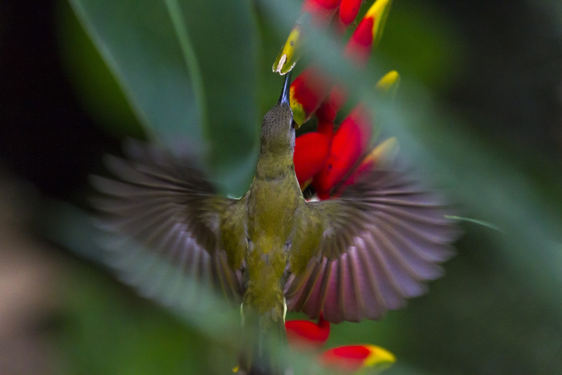 Download Malaysia Borneo Animal Little Spiderhunter 4k Ultra HD Wallpaper