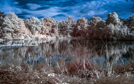 4K Ultra HD desktop wallpaper of a serene lake surrounded by dense forest with reeds in the foreground and clear reflections on the water under a vivid blue sky.
