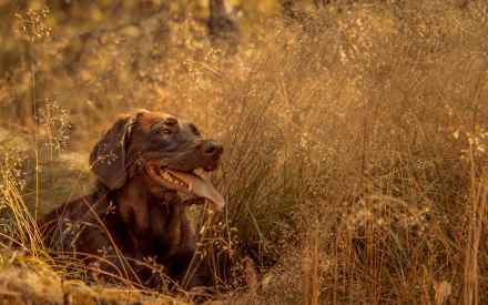 Animal Labrador Retriever HD Desktop Wallpaper | Background Image