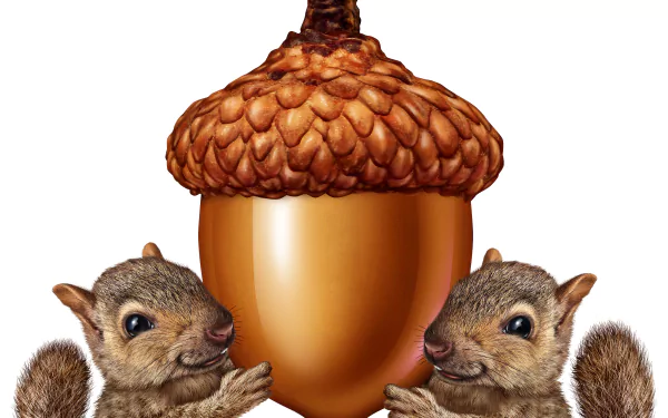 Animal squirrel HD Desktop Wallpaper | Background Image