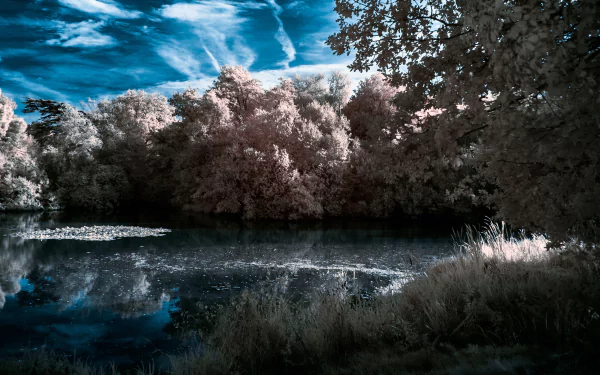 4K Ultra HD PC desktop wallpaper: tranquil lake nature scene with reeds and shoreline trees, dramatic sky and crisp reflection on the water.