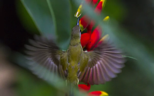  Arachnothera Longirosta