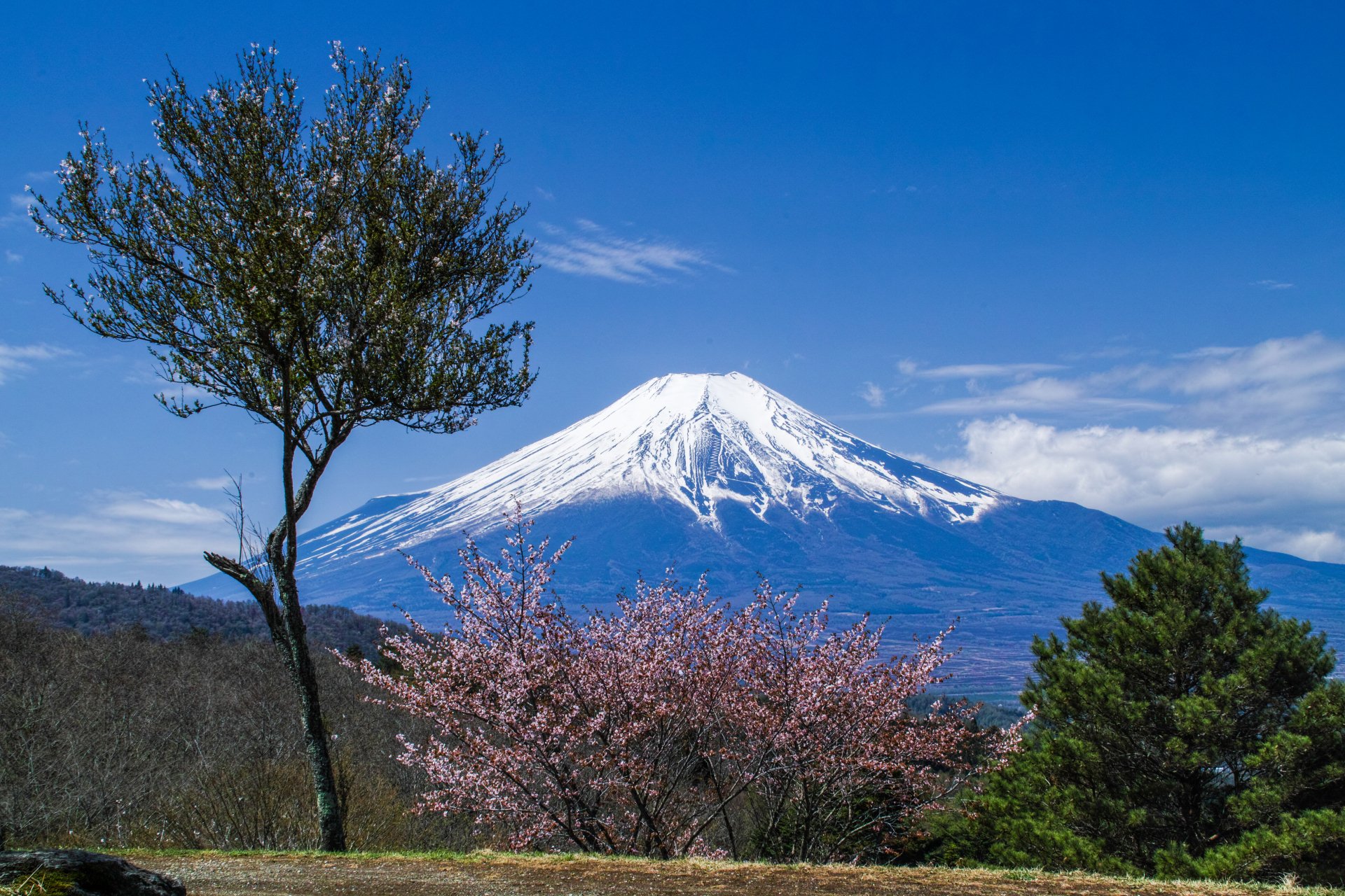 Mount Fuji Sakura Tree Live Wallpaper IMAGESEE
