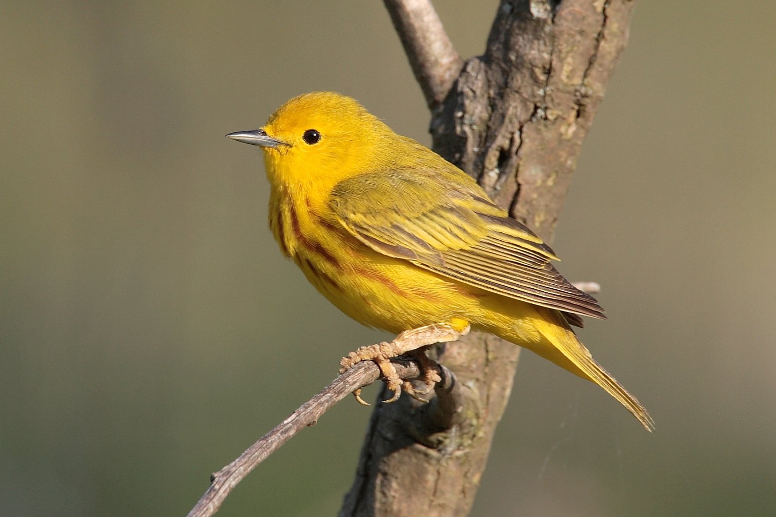 HD desktop wallpaper featuring a vibrant yellow warbler bird perched on a tree branch against a soft green background.
