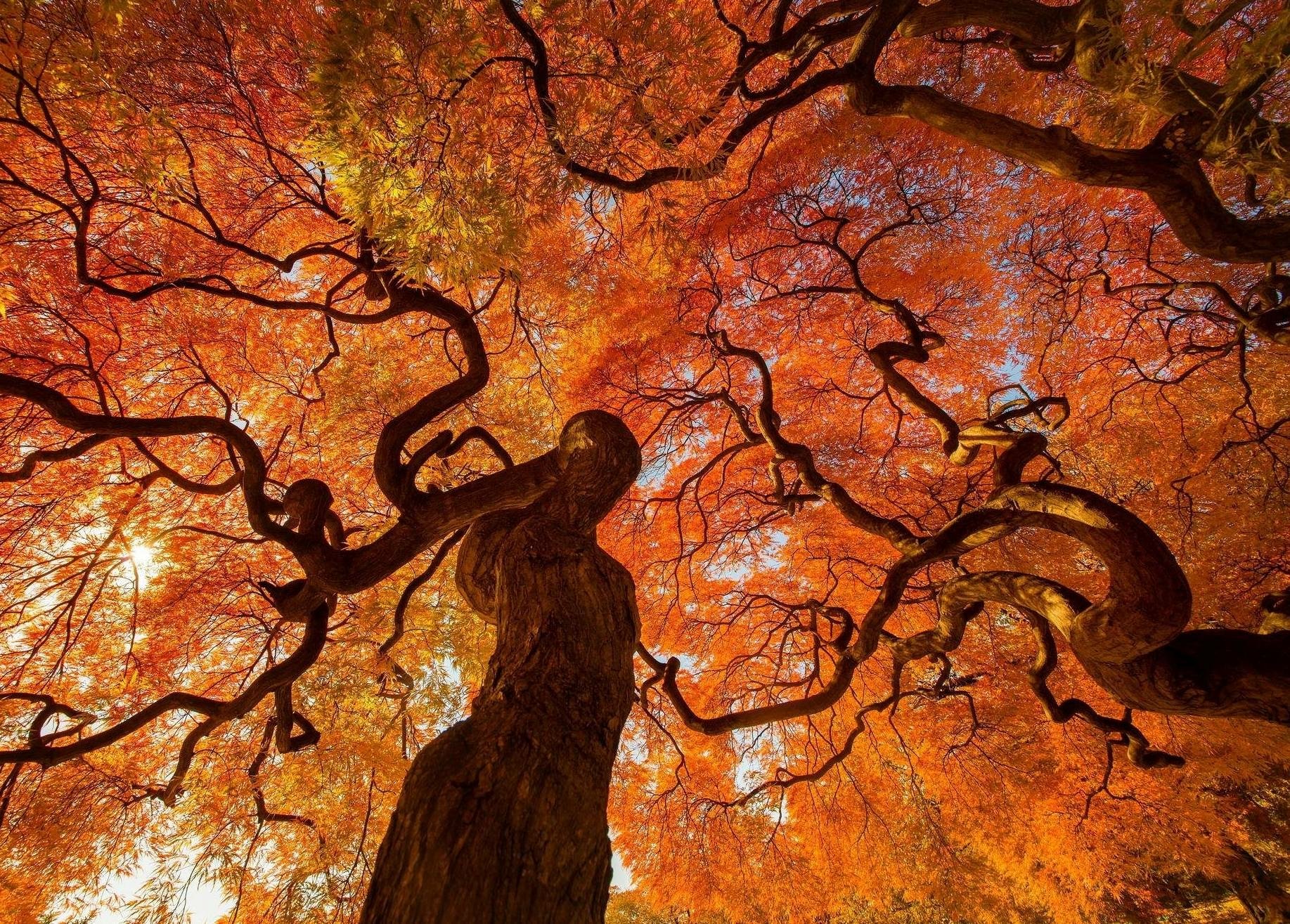 A breathtaking view of vibrant fall foliage in a Tokyo park, showcasing intricate tree branches against a backdrop of rich red and orange leaves, capturing the essence of autumn in nature.