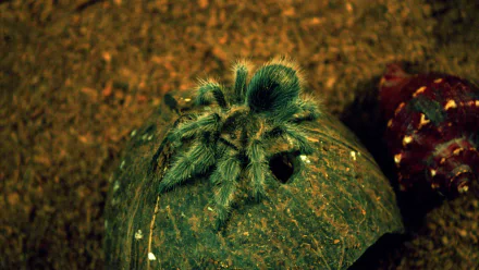 spider Animal tarantula HD Desktop Wallpaper | Background Image