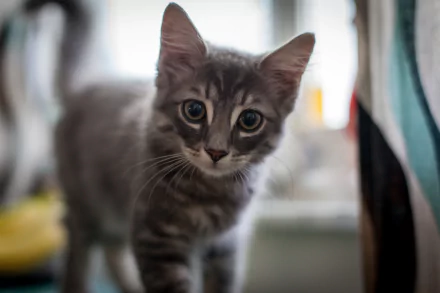 Close-up of a curious gray kitten with big eyes, captured in sharp detail as a 4K Ultra HD PC desktop wallpaper and background.