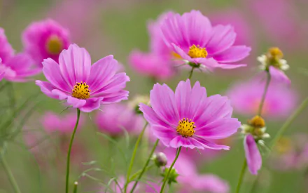 HD desktop wallpaper featuring vibrant pink Cosmos flowers in full bloom set against a soft, natural green background.