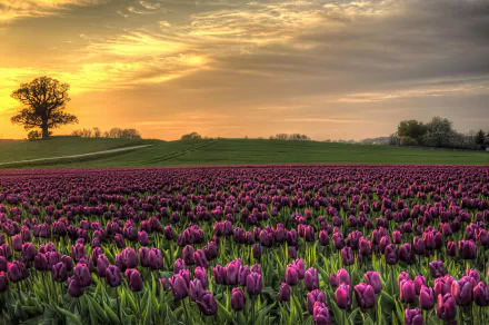 nature tulip HD Desktop Wallpaper | Background Image
