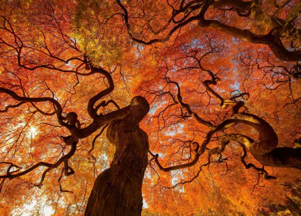 A breathtaking view of vibrant fall foliage in a Tokyo park, showcasing intricate tree branches against a backdrop of rich red and orange leaves, capturing the essence of autumn in nature.