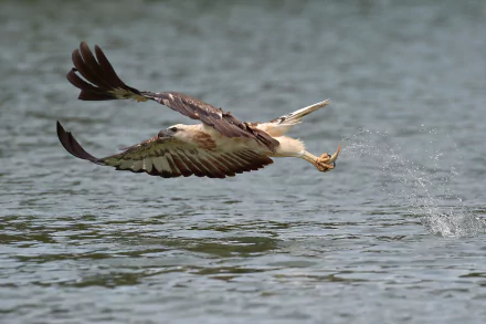 White-bellied Sea Eagle glides low over water, wings spread wide, captured in stunning 4K Ultra HD as it hunts in its natural habitat.