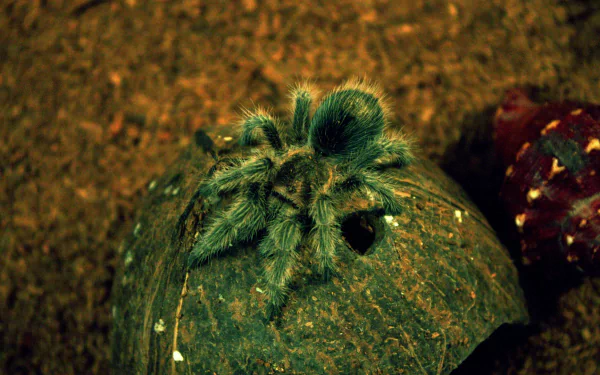 spider Animal tarantula HD Desktop Wallpaper | Background Image