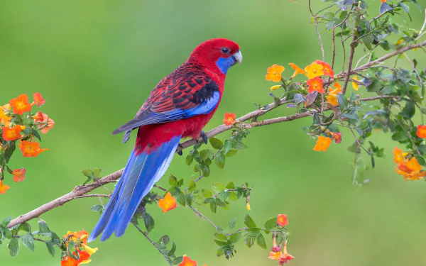 spring blossom branch crimson rosella parrot Animal rosella HD Desktop Wallpaper | Background Image