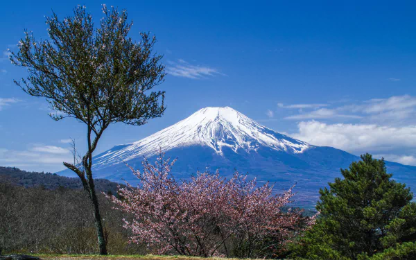 A stunning view of Mount Fuji surrounded by cherry blossoms in full bloom, showcasing the beauty of Japan's spring landscape and volcanic majesty.