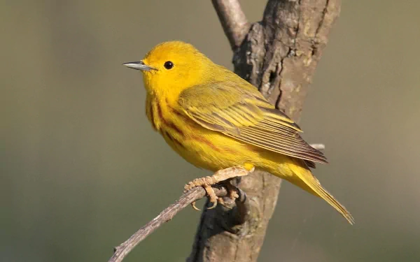 HD desktop wallpaper featuring a vibrant yellow warbler bird perched on a tree branch against a soft green background.