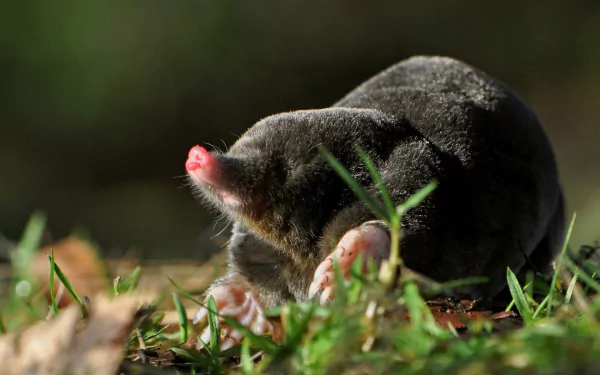 Animal mole HD Desktop Wallpaper | Background Image