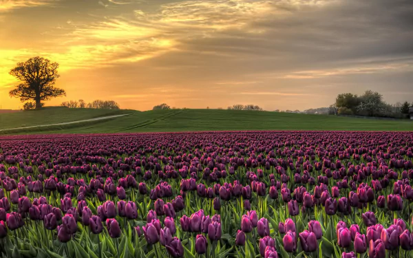 nature tulip HD Desktop Wallpaper | Background Image