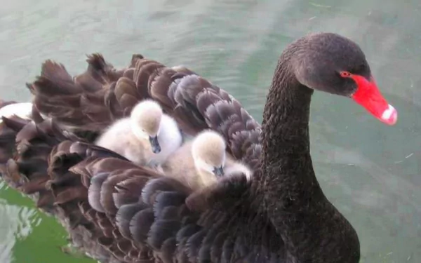 HD desktop wallpaper featuring a black swan gliding on water with two fluffy cygnets nestled in its feathers.