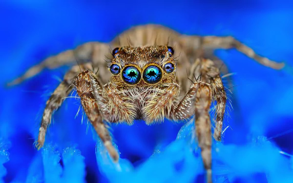 Animal jumping spider HD Desktop Wallpaper | Background Image