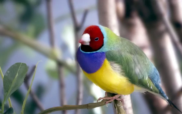 Vibrant Gouldian finch perched on a branch, showcasing its colorful plumage in a high-definition PC desktop wallpaper background.