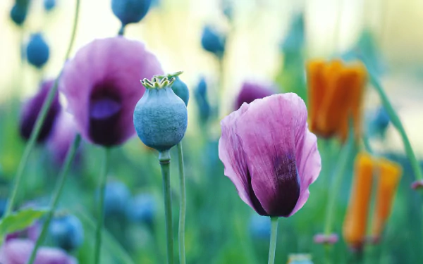 HD PC desktop wallpaper featuring a close-up of vibrant purple and orange poppies in a lush green natural setting.