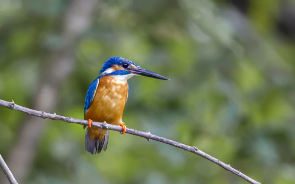  Alcedo Atthis
