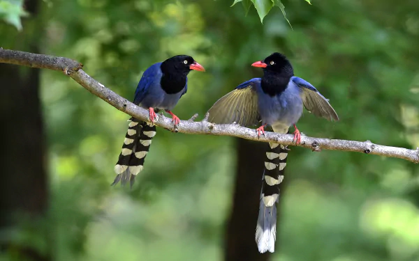 Two Taiwan blue magpies perched on a branch with a natural green bokeh background, captured in HD for a vivid desktop wallpaper.