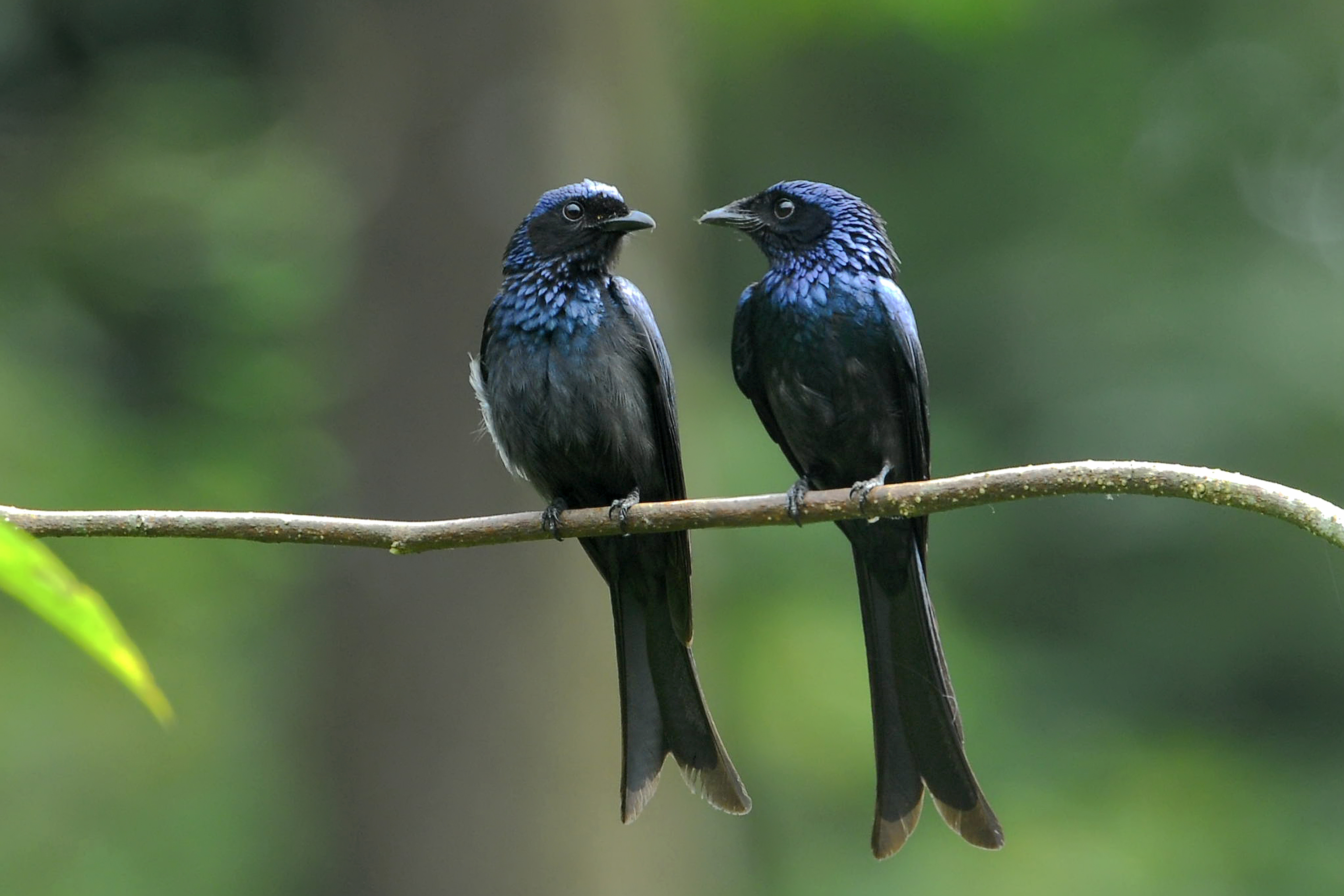 Animal Drongo 4k Ultra HD Wallpaper