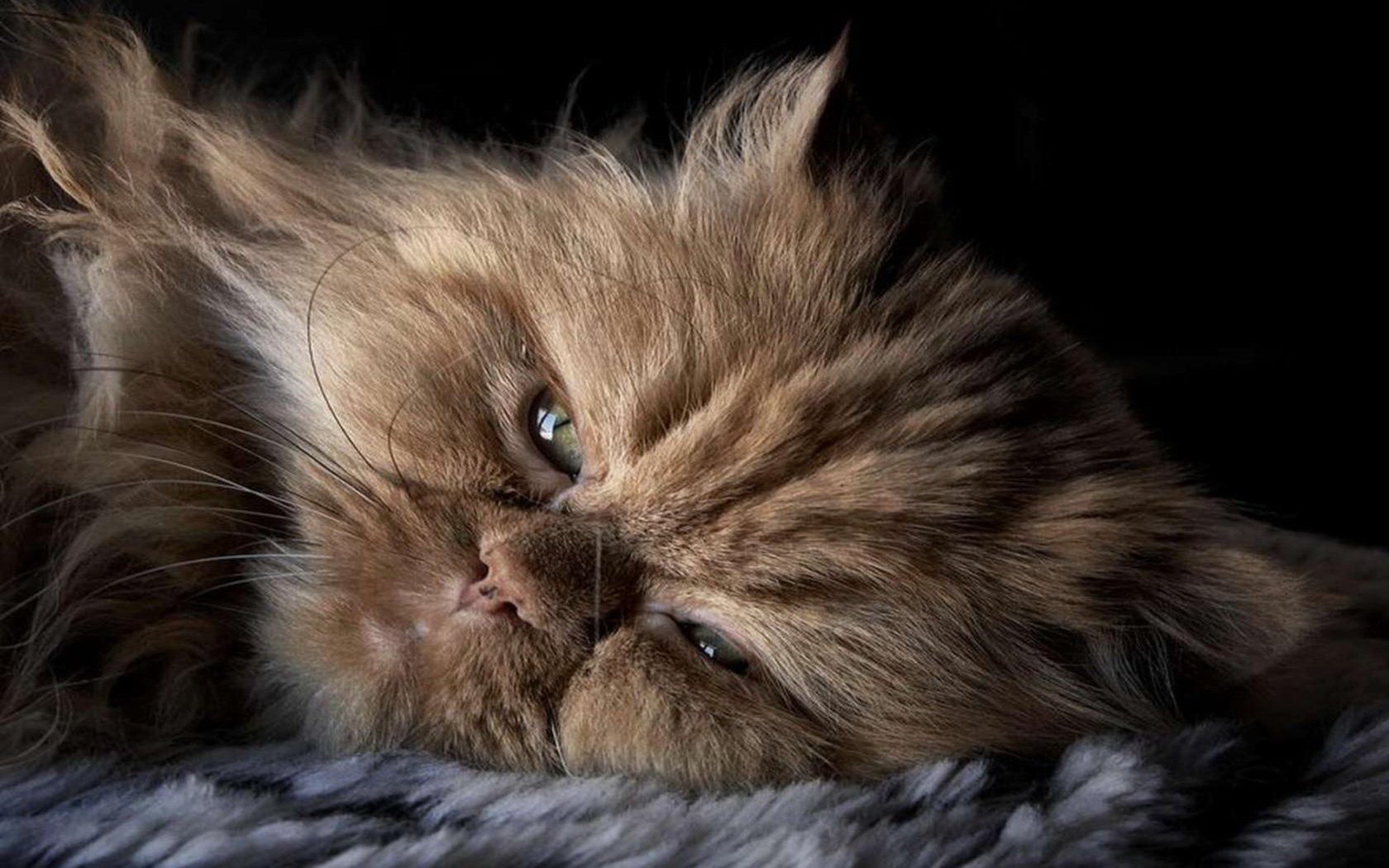 Close-up of a fluffy cat resting on a soft surface, captured in high definition for a PC desktop wallpaper with a dark, blurred background.