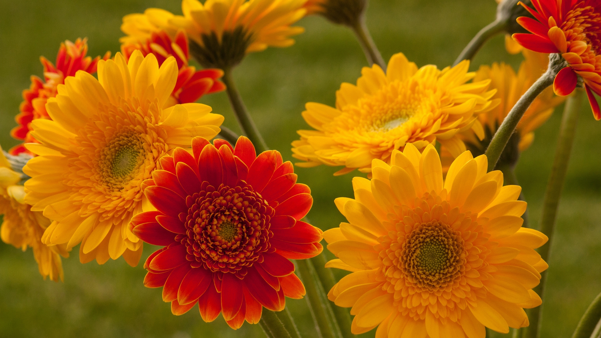 Download Flower Nature Gerbera HD Wallpaper