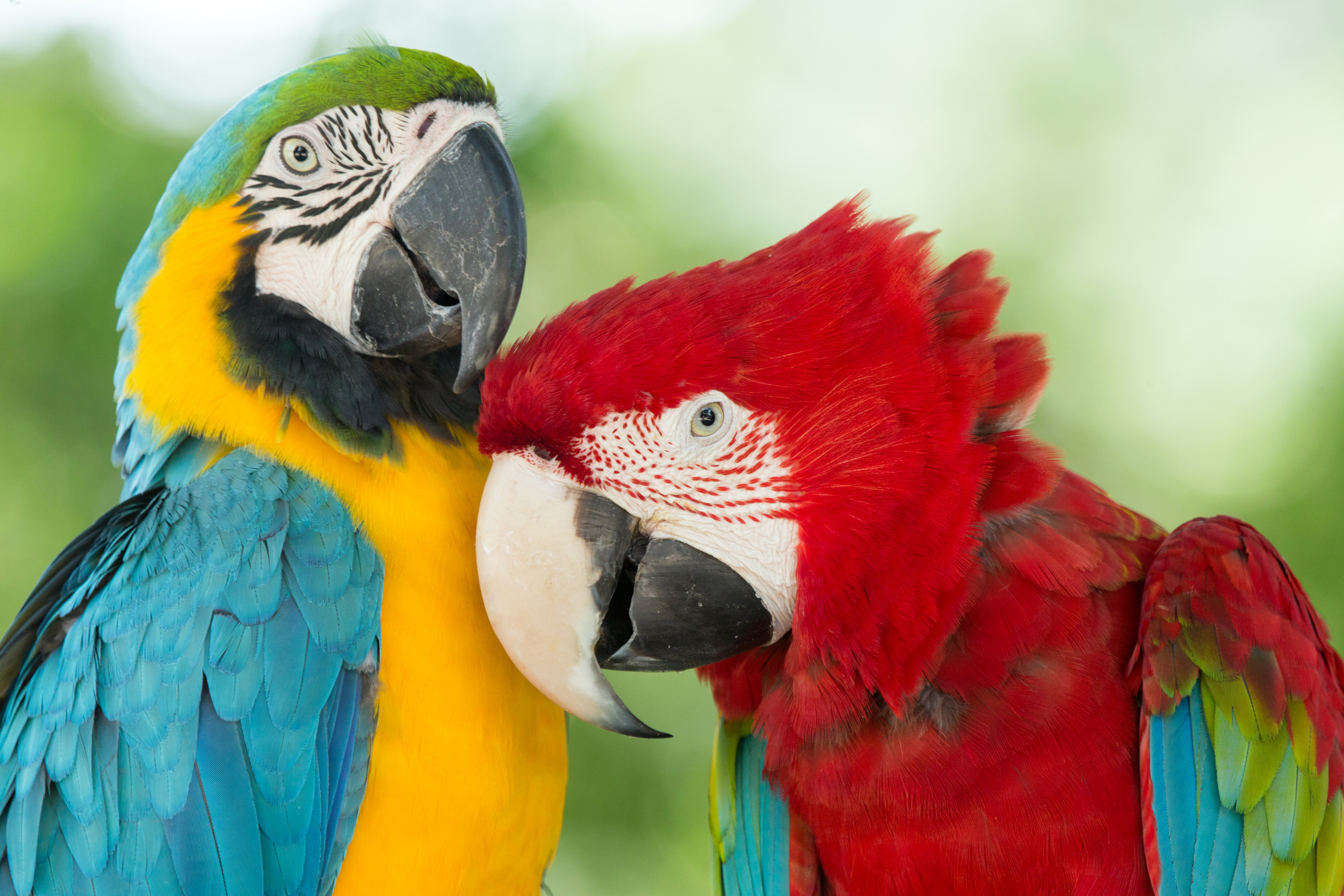 40+ Macaw HD Wallpapers and Backgrounds