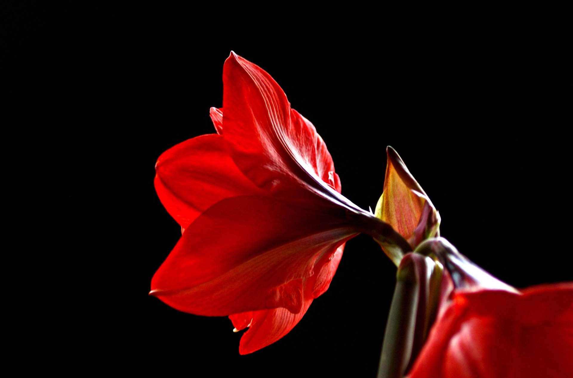 Download Macro Petal Bud Flower Nature Amaryllis HD Wallpaper