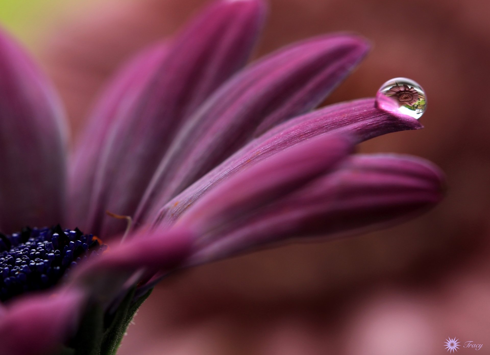 Download Petal Macro Water Drop Marguerite Daisy Nature Marguerite 4k Ultra HD Wallpaper