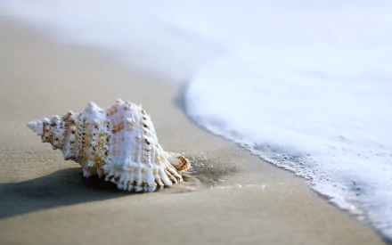 A beautiful shell rests on soft sand as gentle waves lap at the shore, capturing the essence of nature and the tranquility of the beach in this HD desktop wallpaper.