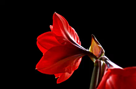 macro petal bud flower nature Amaryllis HD Desktop Wallpaper | Background Image