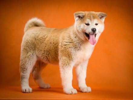 A cheerful Akita stands against an orange background, showcasing its fluffy coat and playful demeanor in this vibrant 4K Ultra HD desktop wallpaper.
