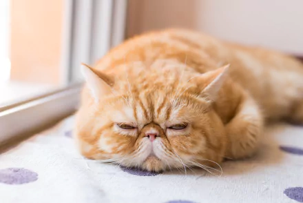 Close-up of a sleepy orange cat resting indoors, captured in 4K Ultra HD for a clear PC desktop wallpaper and background.