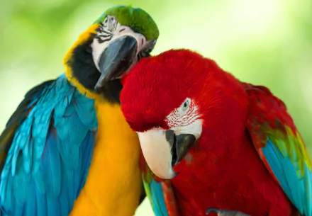 A vibrant 4K Ultra HD image featuring a Red-and-green Macaw and a Blue-and-yellow Macaw, showcasing their colorful feathers and affectionate pose against a soft, blurred background.