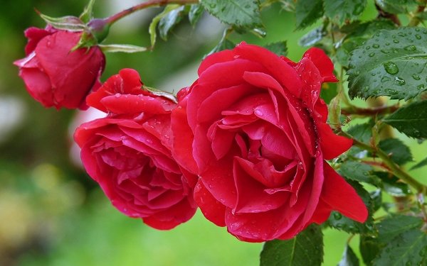 Earth Rose Flowers Flower Nature Spring Red Flower Red Rose HD Wallpaper | Background Image