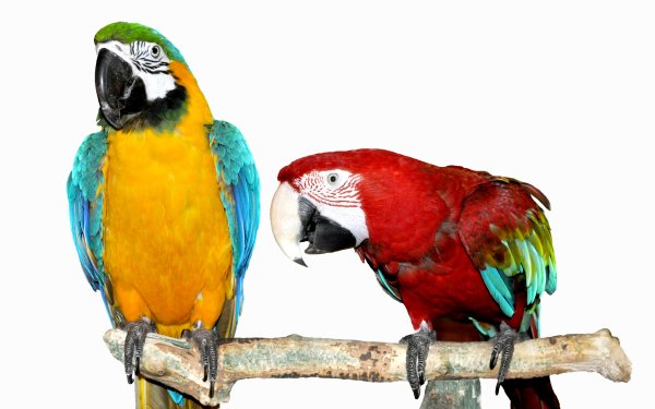 Animal Macaw Birds Parrots Blue-And-Yellow Macaw red-and-green Macaw HD Wallpaper | Background Image