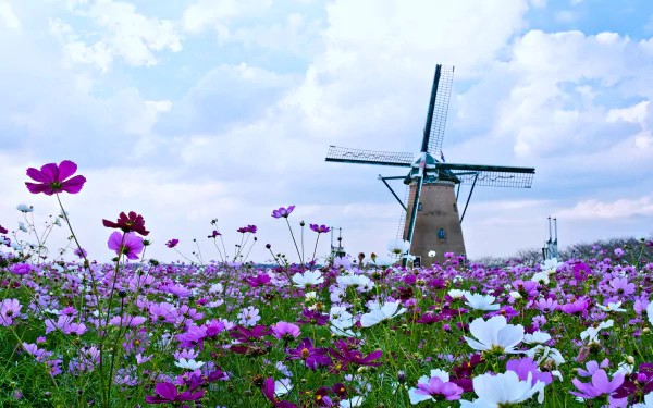 A beautiful HD desktop wallpaper featuring a windmill surrounded by a vibrant field of spring flowers under a partly cloudy sky. The combination of nature and man-made elements creates a serene landscape.