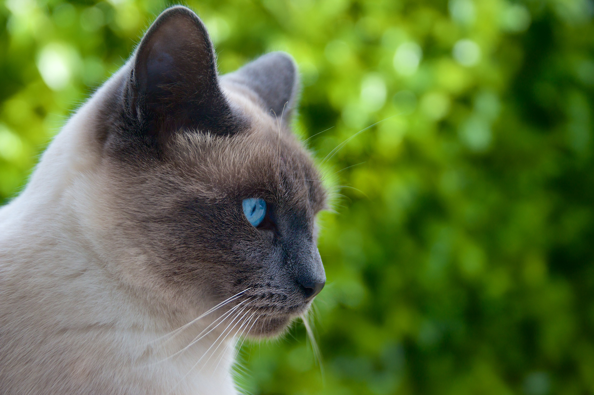 Download Animal Cat HD Wallpaper