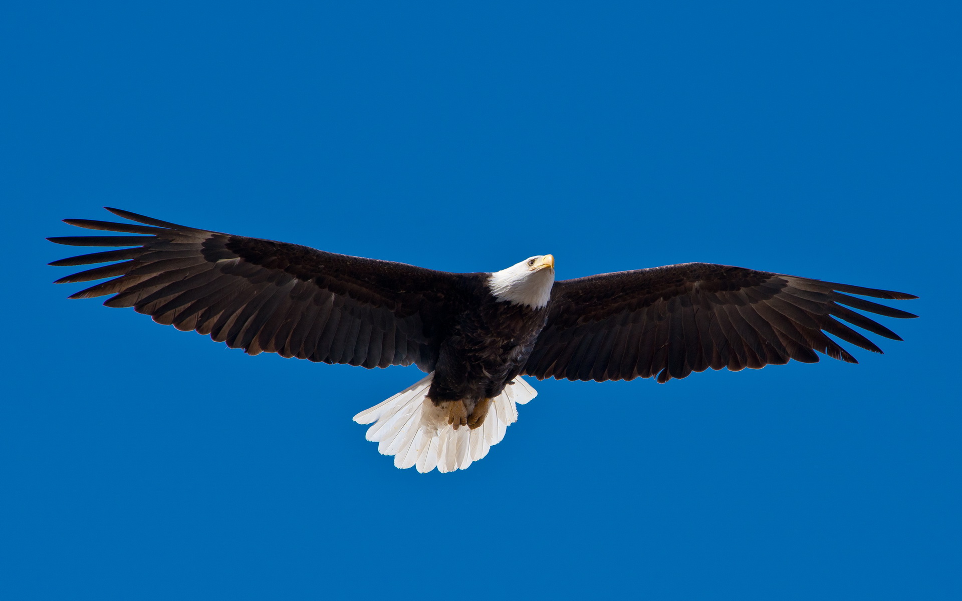 Bald Eagle Full HD Wallpaper And Background Image 1920x1200 ID