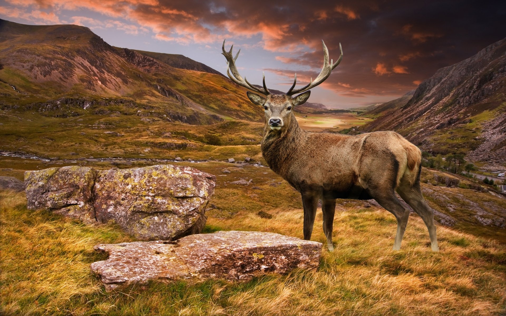 Deer Full Hd Wallpaper And Background Image | 2560X1600 | Id:596094