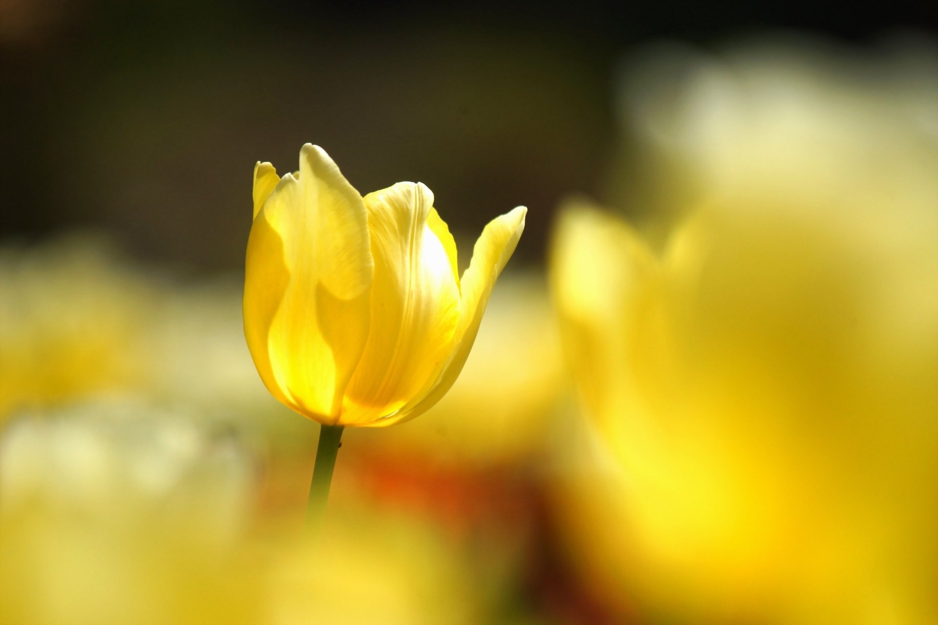 Download Bokeh Macro Flower Nature Tulip HD Wallpaper | 3000x2000 ...