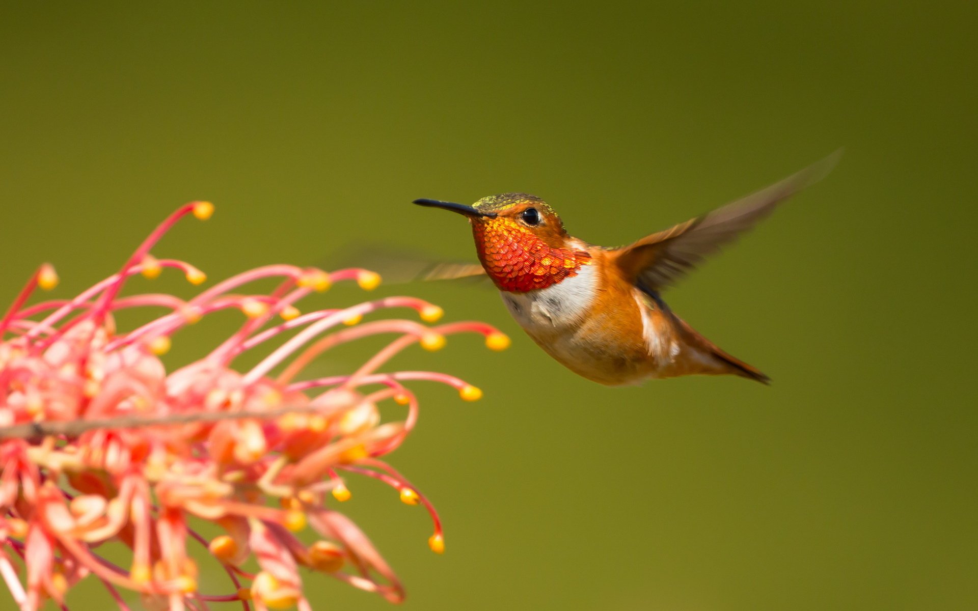 Animal Hummingbird HD Wallpaper