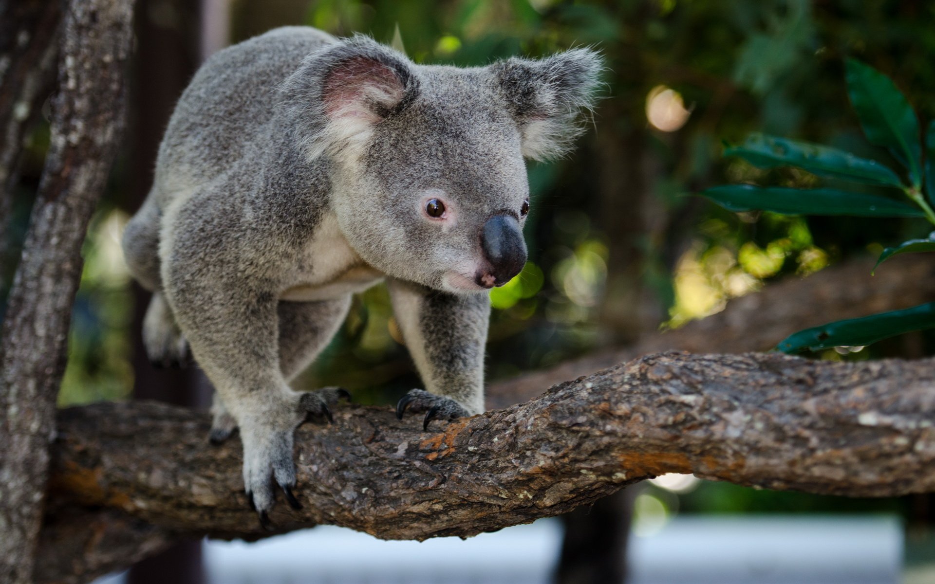 Download Animal Koala HD Wallpaper