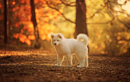 A white Akita puppy standing on a forest path with warm fall light and bokeh effects in the background, captured in HD.